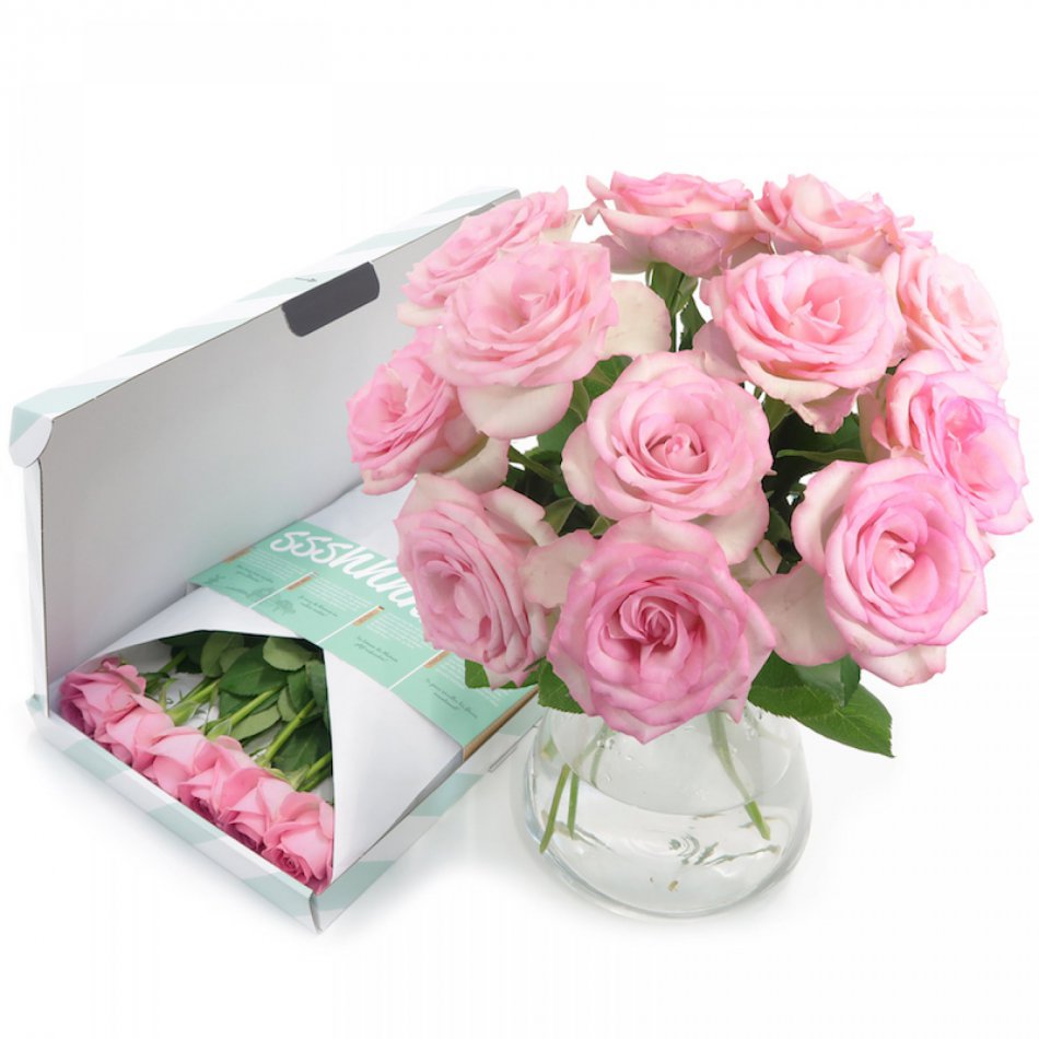 Roze Brievenbusrozen