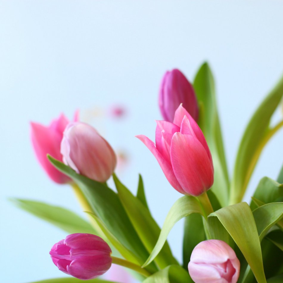 Tulpen Pastel